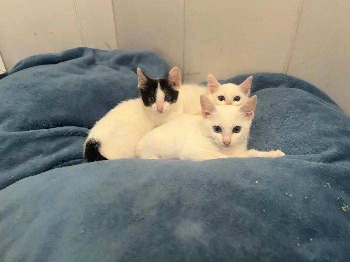 Gato raça SRD-ViraLata idade Abaixo de 2 meses nome Sem Nome 