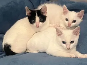 Gato raça SRD-ViraLata idade Abaixo de 2 meses nome Sem Nome 