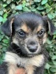 Cachorro raça SRD-ViraLata idade Abaixo de 2 meses nome Sem Nome 