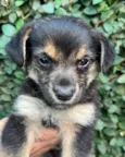 Cachorro raça SRD-ViraLata idade Abaixo de 2 meses nome Sem Nome 