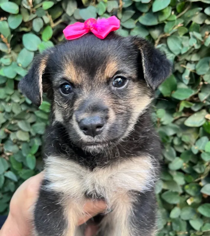 Cachorro raça SRD-ViraLata idade Abaixo de 2 meses nome Sem Nome 