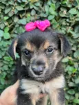 Cachorro raça SRD-ViraLata idade Abaixo de 2 meses nome Sem Nome 