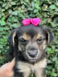 Cachorro raça SRD-ViraLata idade Abaixo de 2 meses nome Sem Nome 