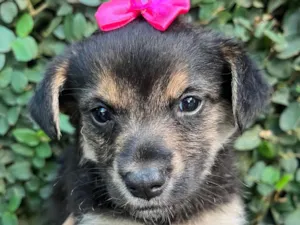 Cachorro raça SRD-ViraLata idade Abaixo de 2 meses nome Sem Nome 