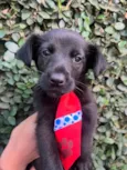 Cachorro raça SRD-ViraLata idade Abaixo de 2 meses nome Sem Nome 