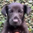 Cachorro raça SRD-ViraLata idade Abaixo de 2 meses nome Sem Nome 