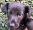 Cachorro raça SRD-ViraLata idade Abaixo de 2 meses nome Sem Nome 