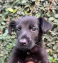 Cachorro raça SRD-ViraLata idade Abaixo de 2 meses nome Sem Nome 