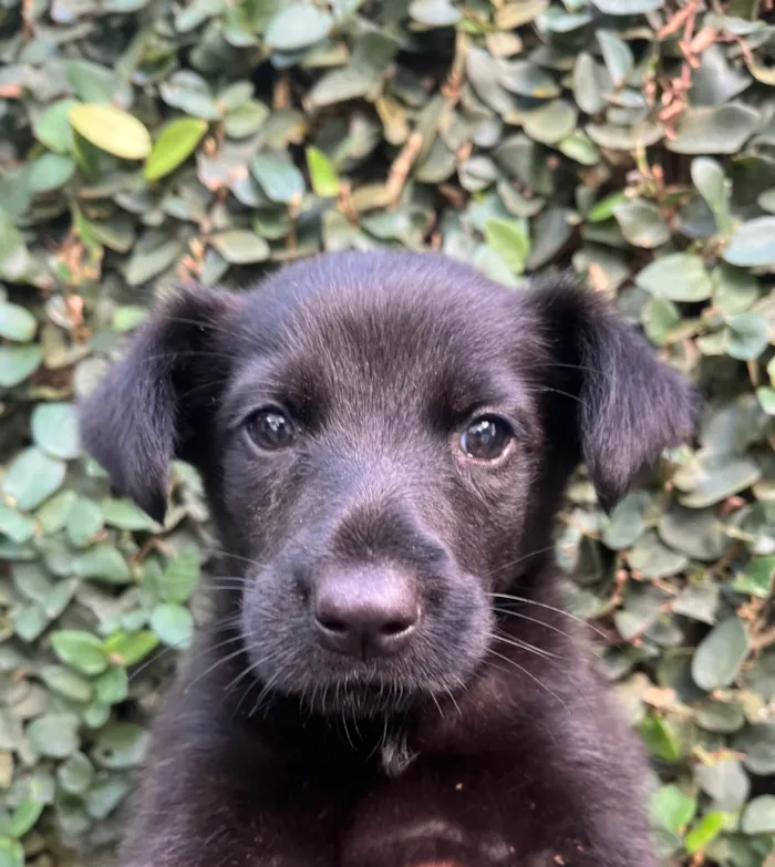 Cachorro raça SRD-ViraLata idade Abaixo de 2 meses nome Sem Nome 