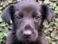 Cachorro raça SRD-ViraLata idade Abaixo de 2 meses nome Sem Nome 