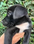 Cachorro raça SRD-ViraLata idade Abaixo de 2 meses nome Sem Nome 