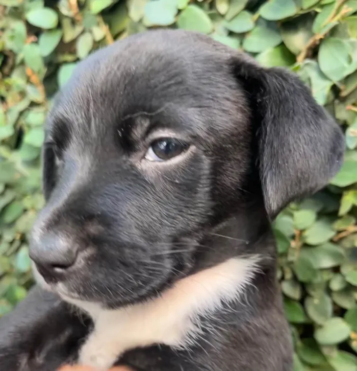 Cachorro raça SRD-ViraLata idade Abaixo de 2 meses nome Sem Nome 