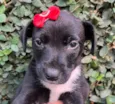 Cachorro raça SRD-ViraLata idade Abaixo de 2 meses nome Sem Nome 