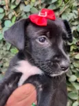 Cachorro raça SRD-ViraLata idade Abaixo de 2 meses nome Sem Nome 