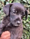 Cachorro raça SRD-ViraLata idade Abaixo de 2 meses nome Sem Nome 