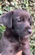 Cachorro raça SRD-ViraLata idade Abaixo de 2 meses nome Sem Nome 