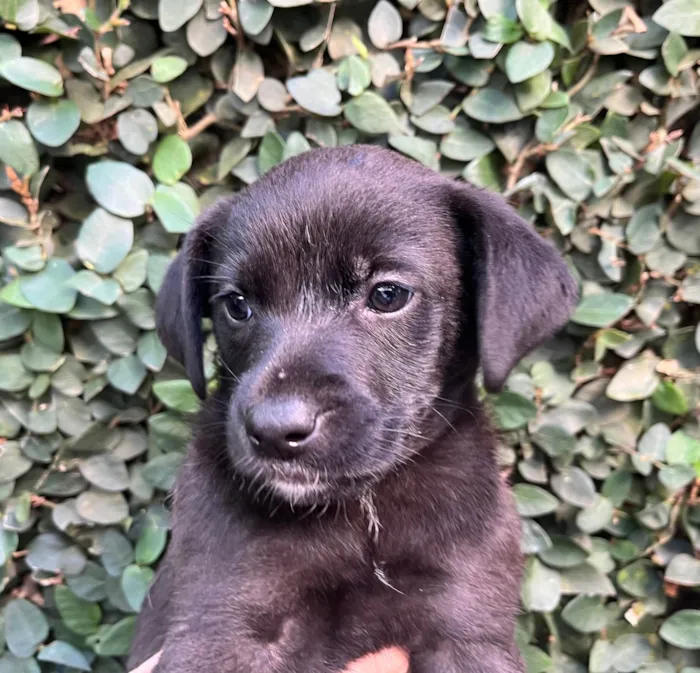 Cachorro raça SRD-ViraLata idade Abaixo de 2 meses nome Sem Nome 