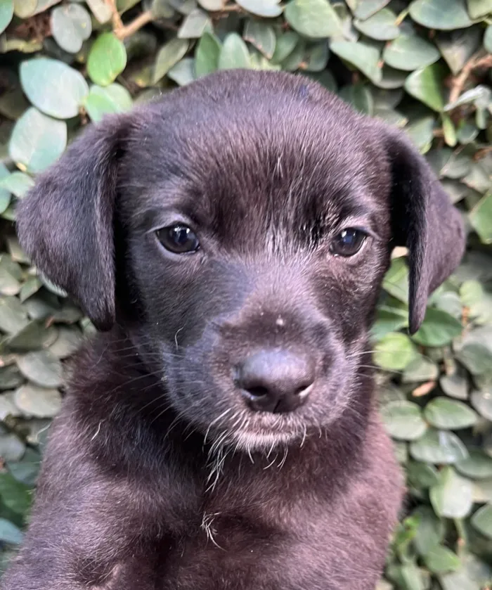 Cachorro raça SRD-ViraLata idade Abaixo de 2 meses nome Sem Nome 