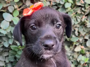 Cachorro raça SRD-ViraLata idade Abaixo de 2 meses nome Sem Nome 
