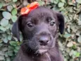 Cachorro raça SRD-ViraLata idade Abaixo de 2 meses nome Sem Nome 