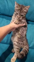 SHIVA