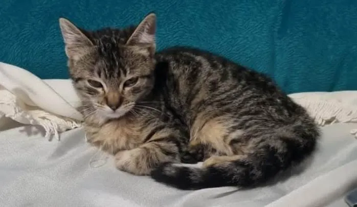 Gato ra a SRD-ViraLata idade 2 a 6 meses nome SHIVA
