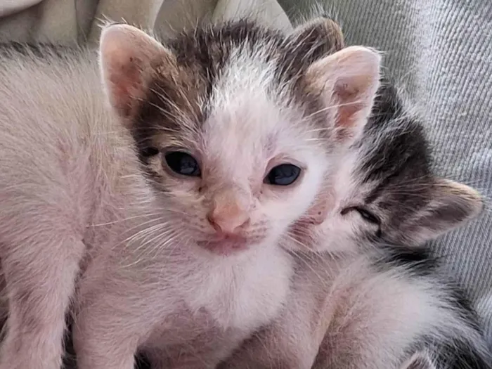 Gato ra a Sem raça idade 7 a 11 meses nome Sem nome