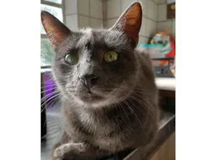 Gato raça SRD-ViraLata idade 2 anos nome ERMES