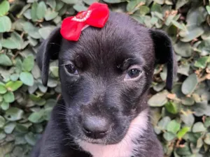 Cachorro raça SRD-ViraLata idade Abaixo de 2 meses nome Sem Nome 