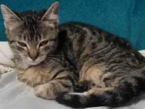 Gato raça SRD-ViraLata idade 2 a 6 meses nome SHIVA