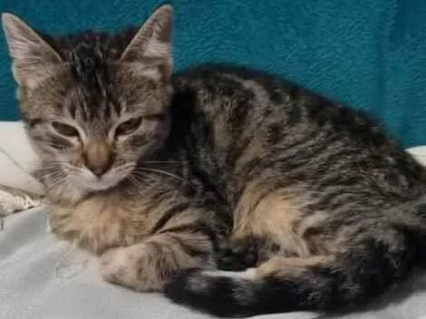 Gato ra a SRD-ViraLata idade 2 a 6 meses nome SHIVA