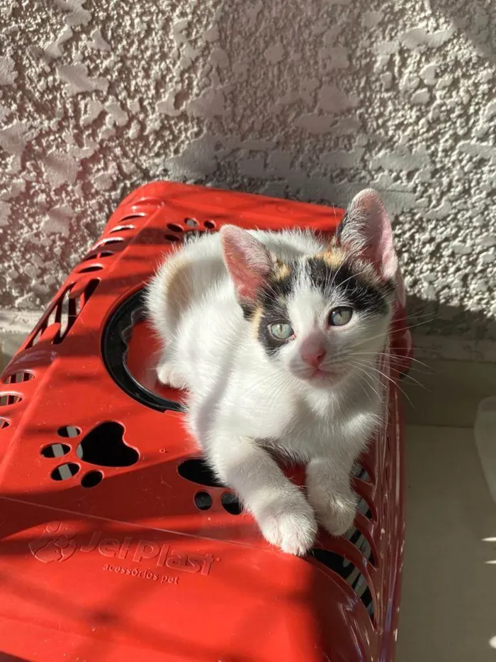 Gato ra a Srd idade Abaixo de 2 meses nome Sem nomes