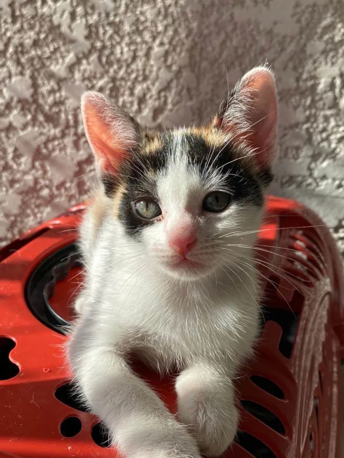Gato ra a Srd idade Abaixo de 2 meses nome Sem nomes