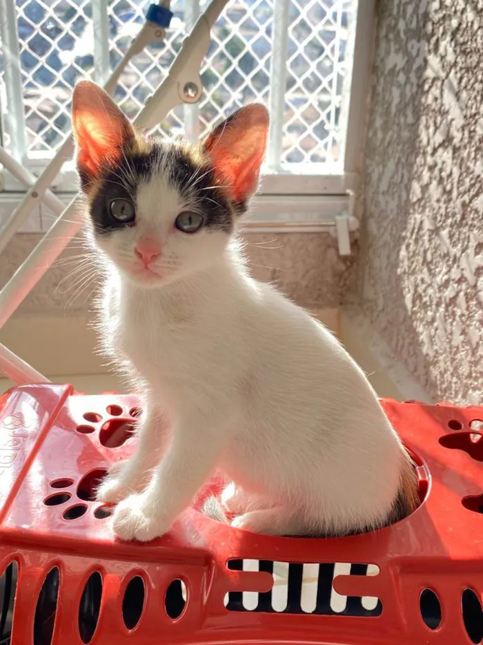 Gato ra a Srd idade Abaixo de 2 meses nome Sem nomes