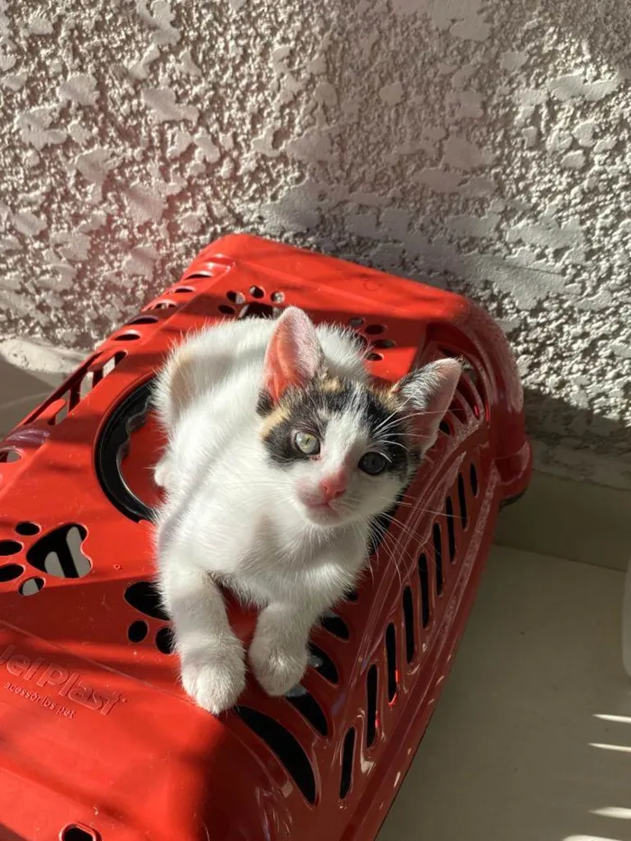 Gato ra a Srd idade Abaixo de 2 meses nome Sem nomes
