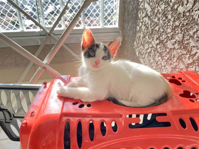 Gato ra a Srd idade Abaixo de 2 meses nome Sem nomes