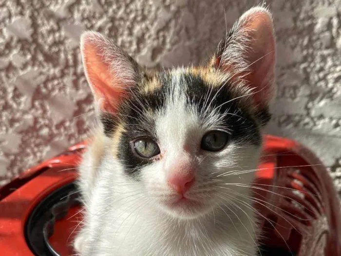 Gato ra a Srd idade Abaixo de 2 meses nome Sem nomes