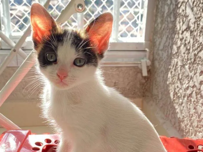 Gato ra a Srd idade Abaixo de 2 meses nome Sem nomes