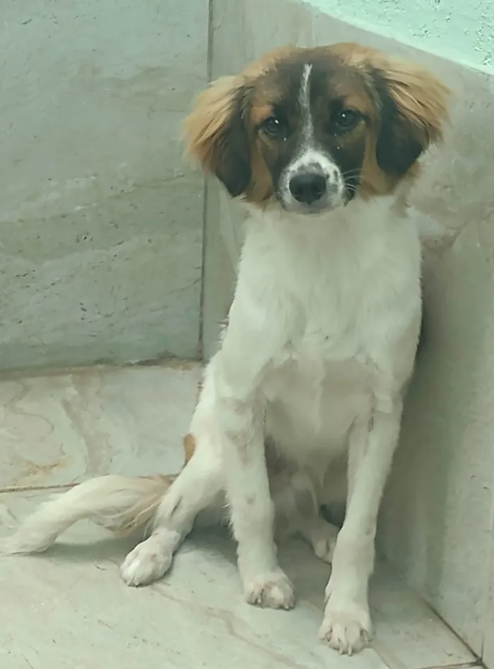 Cachorro ra a SRD-ViraLata idade  nome Akamaru 