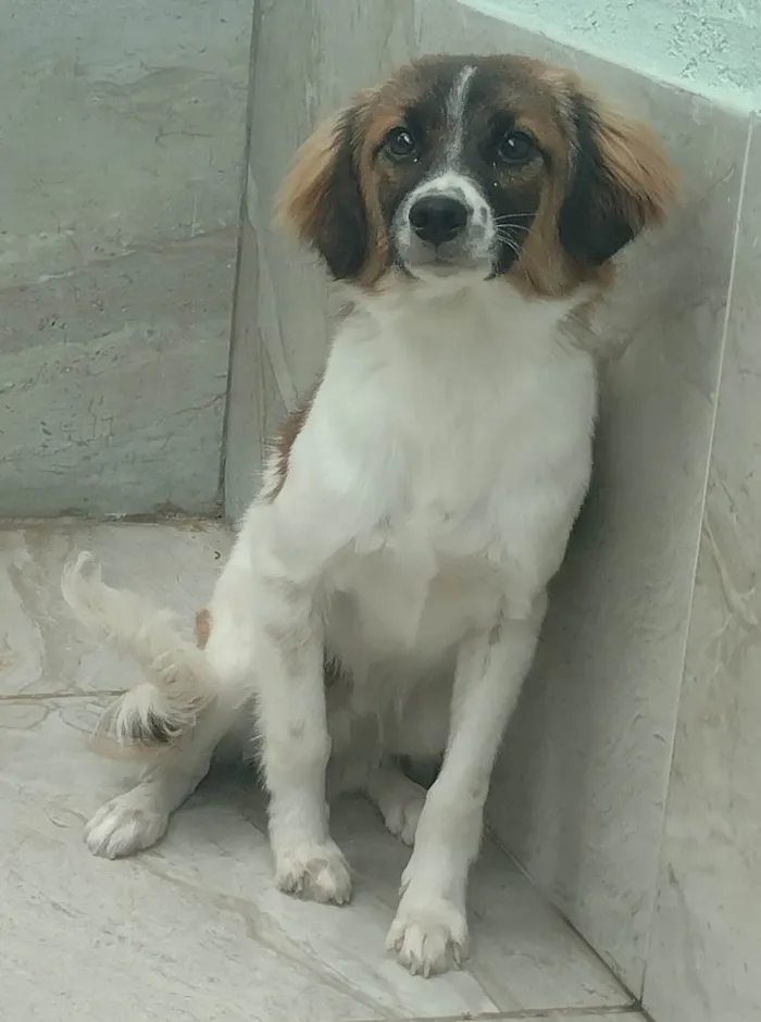 Cachorro ra a SRD-ViraLata idade  nome Akamaru 