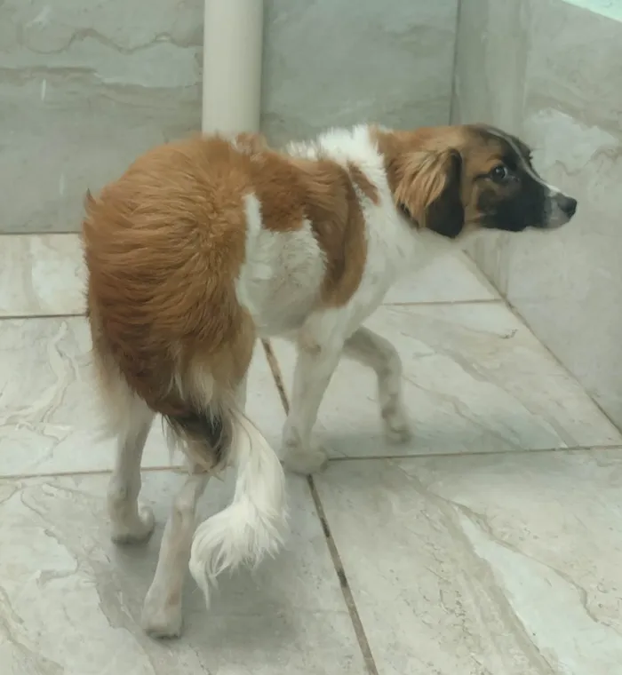 Cachorro ra a SRD-ViraLata idade  nome Akamaru 