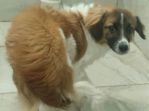 Cachorro raça SRD-ViraLata idade  nome Akamaru 