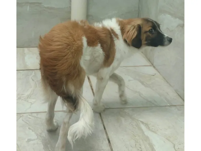 Cachorro ra a SRD-ViraLata idade  nome Akamaru 