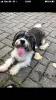 Flokinho 