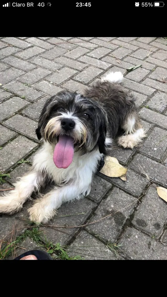 Cachorro ra a Lhasa Apso idade 4 anos nome Flokinho 