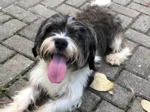 Cachorro raça Lhasa Apso idade 4 anos nome Flokinho 