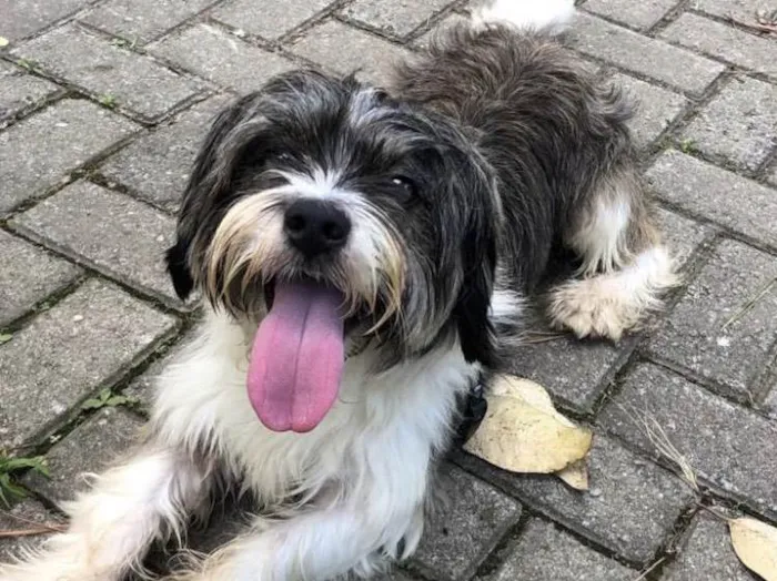 Cachorro ra a Lhasa Apso idade 4 anos nome Flokinho 