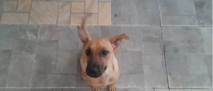 Cachorro ra a Srd idade 7 a 11 meses nome Duque