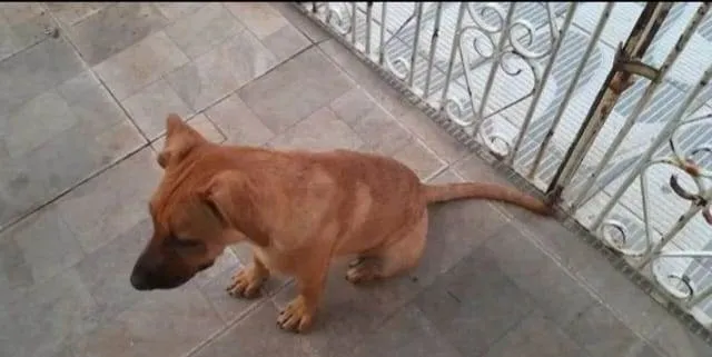 Cachorro ra a Srd idade 7 a 11 meses nome Duque