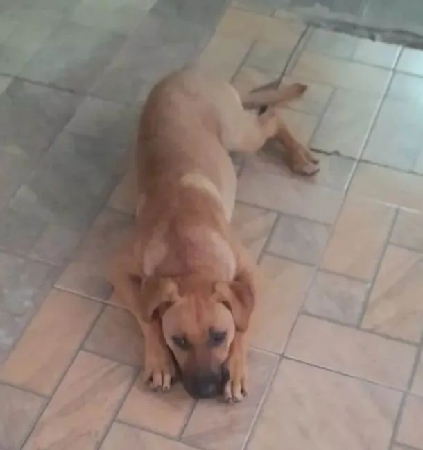 Cachorro ra a Srd idade 7 a 11 meses nome Duque